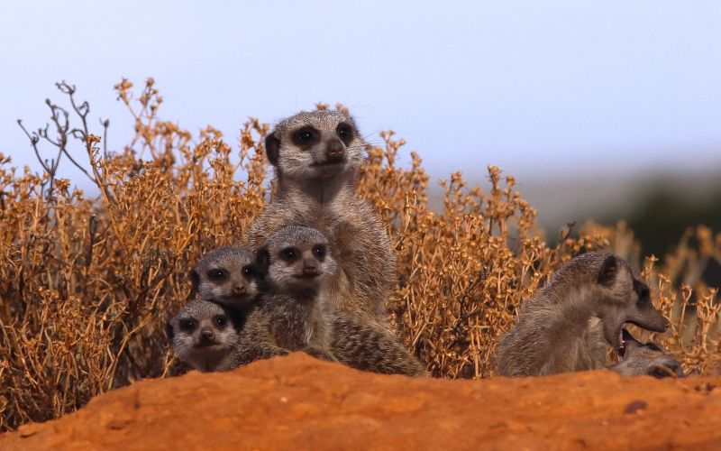 suricate